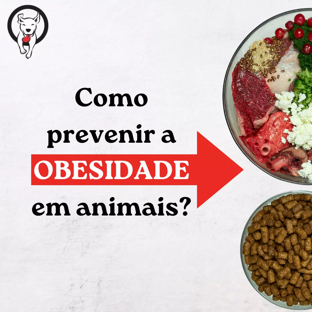 Como prevenir a obesidade em animais?